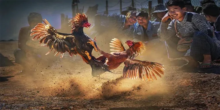 Training Fighting Cocks